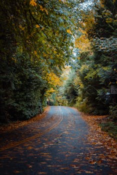 Peaceful tree-lined road in Seattle showing vibrant autumn foliage under a canopy of colorful leaves.