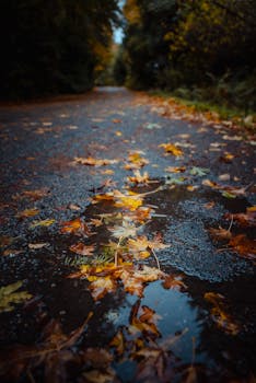 Puddle reflection of autumn leaves on a forest path in Seattle. Captures the essence of fall.