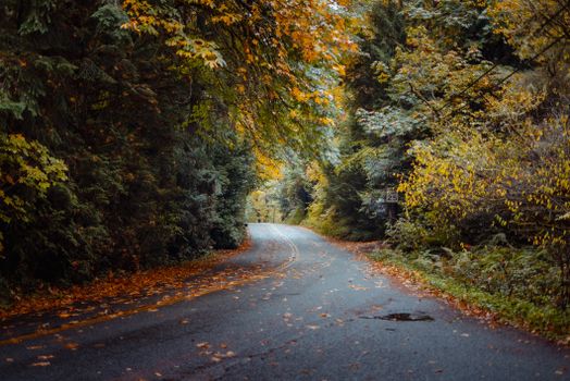 Peaceful forest road in Seattle during fall, showcasing vibrant autumn foliage.