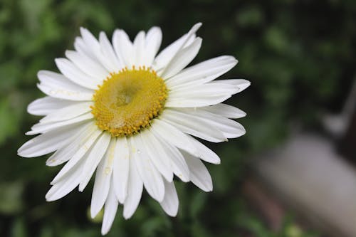 Kostnadsfri bild av blomma, natur, vit