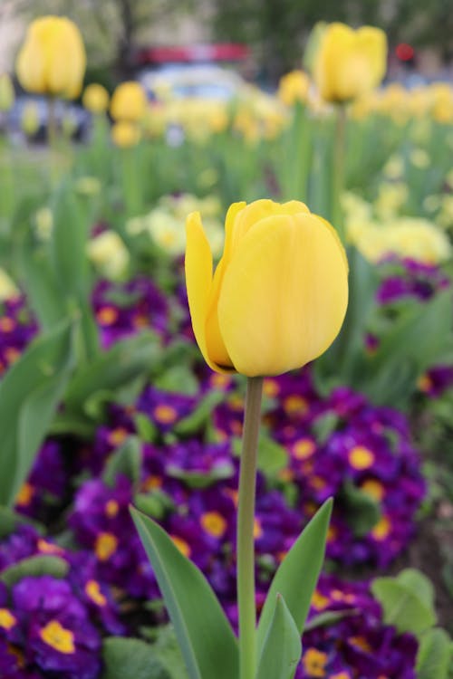 Kostnadsfri bild av blomma, blommor, landskap