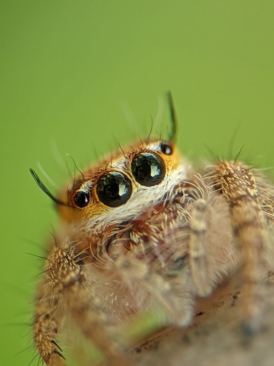 Close-up of a Jumping Spider with Green Background · Free Stock Photo