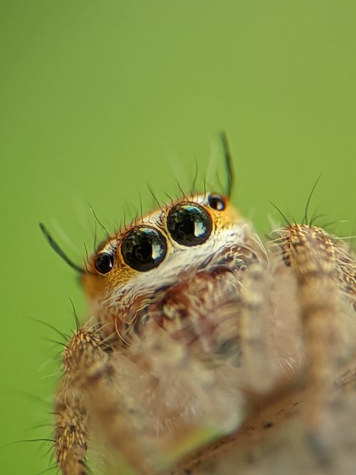 Free A detailed macro photograph of a jumping spider with focus on its large eyes on a blurred green background. Stock Photo