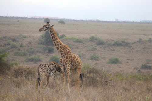 Kostnadsfri bild av djungel, djur, giraff