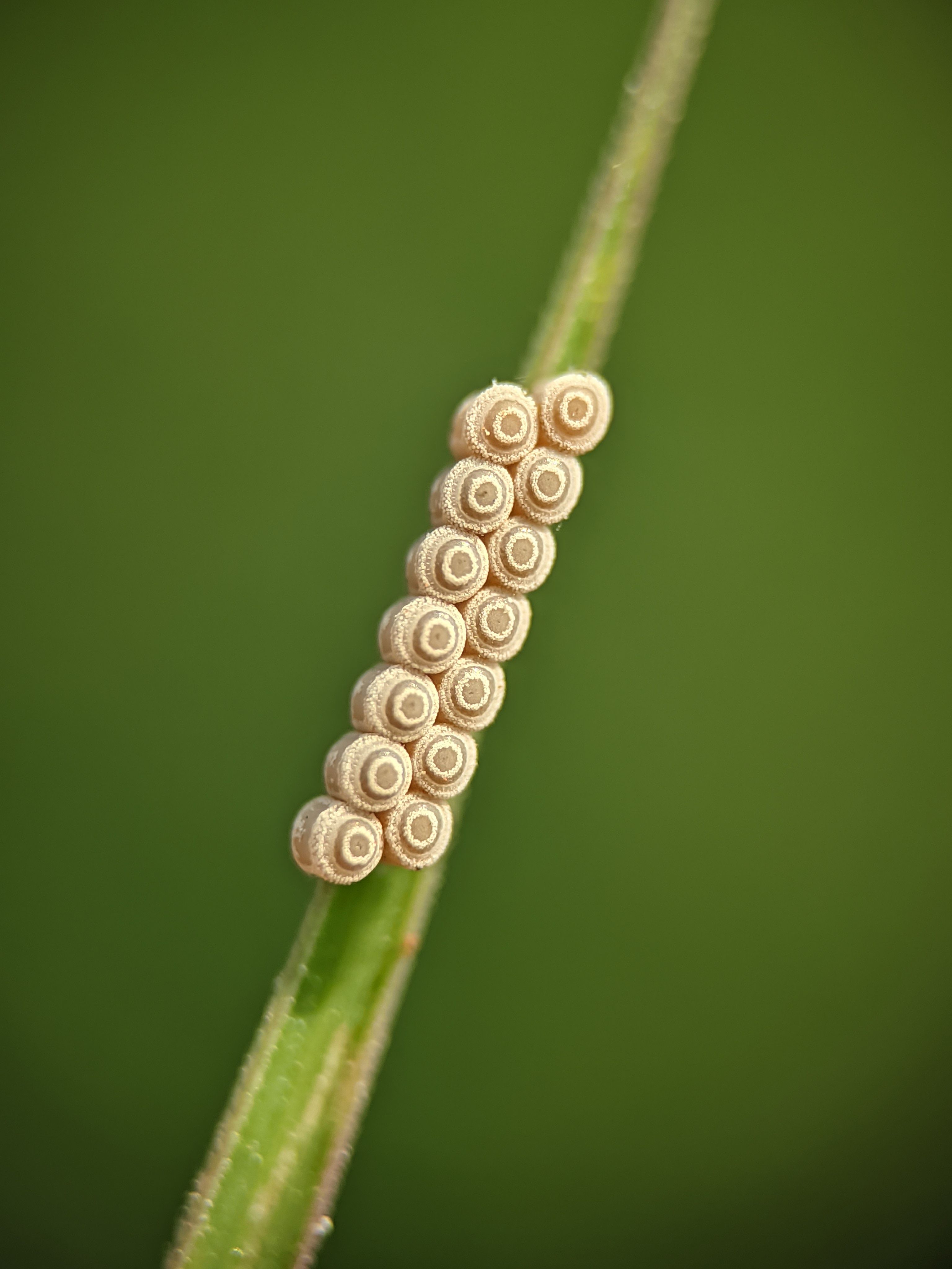 Imagem Aproximada De Ovos De Insetos Em Uma Lâmina Foliar. · Foto ...
