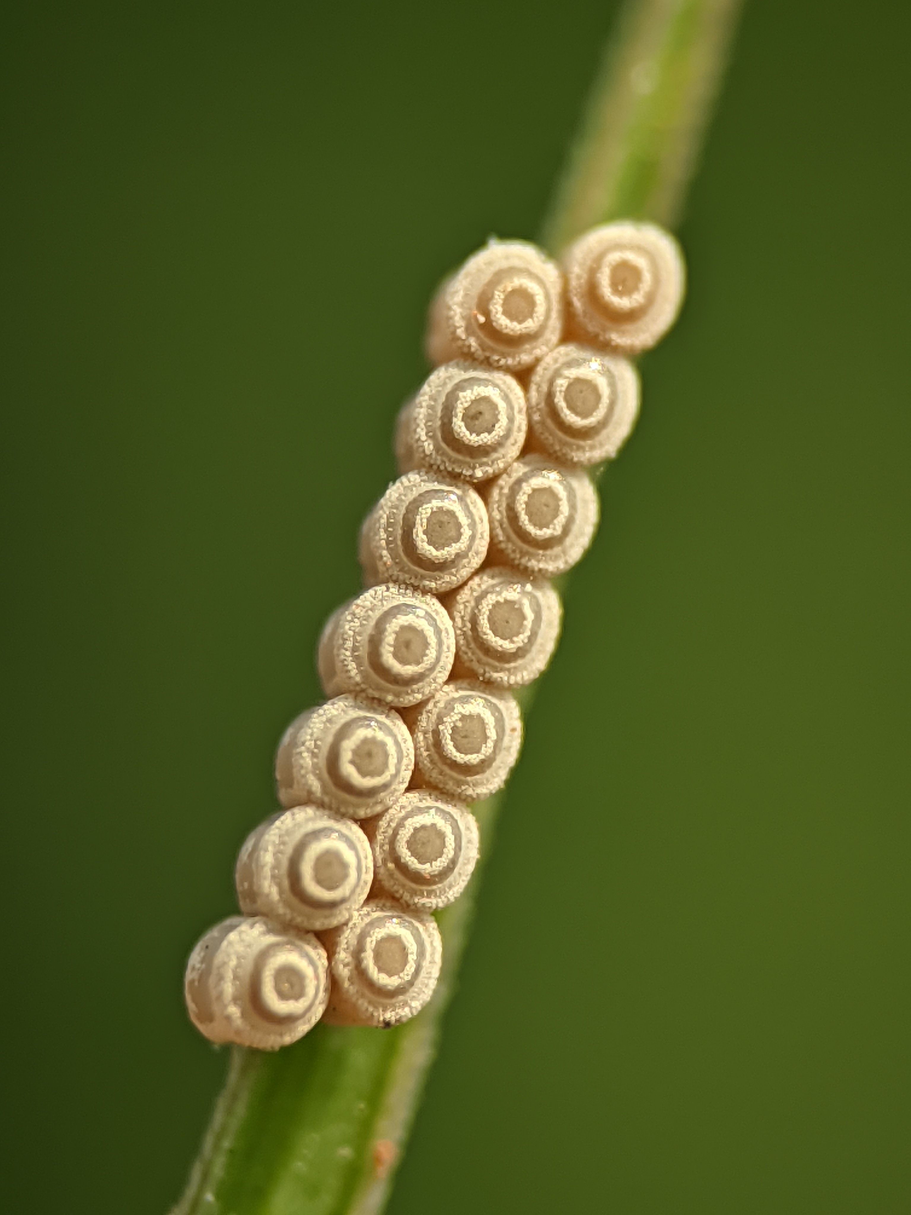 Close-up of Insect Eggs on Green Stem · Free Stock Photo
