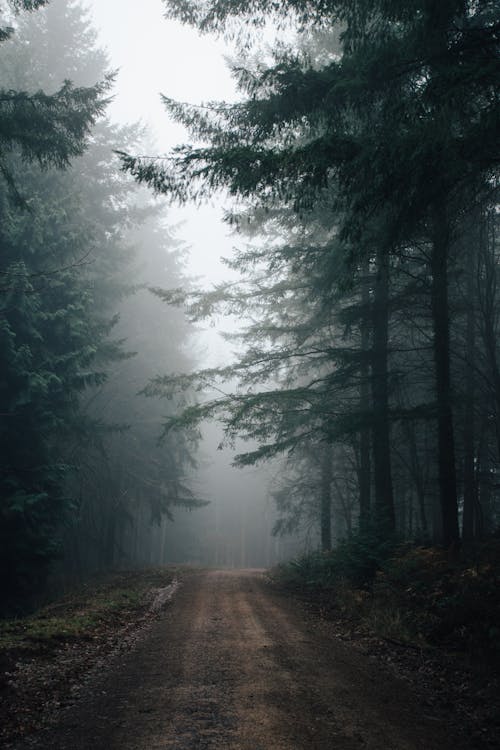 бесплатная Фотография грунтовой дороги между зелеными деревьями Стоковое фото