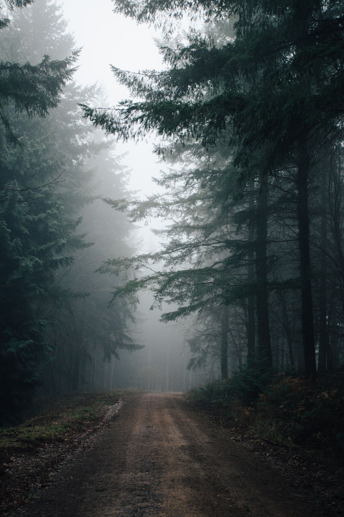 Fog-covered woodland used as an illustrative demo visual, not gameplay footage