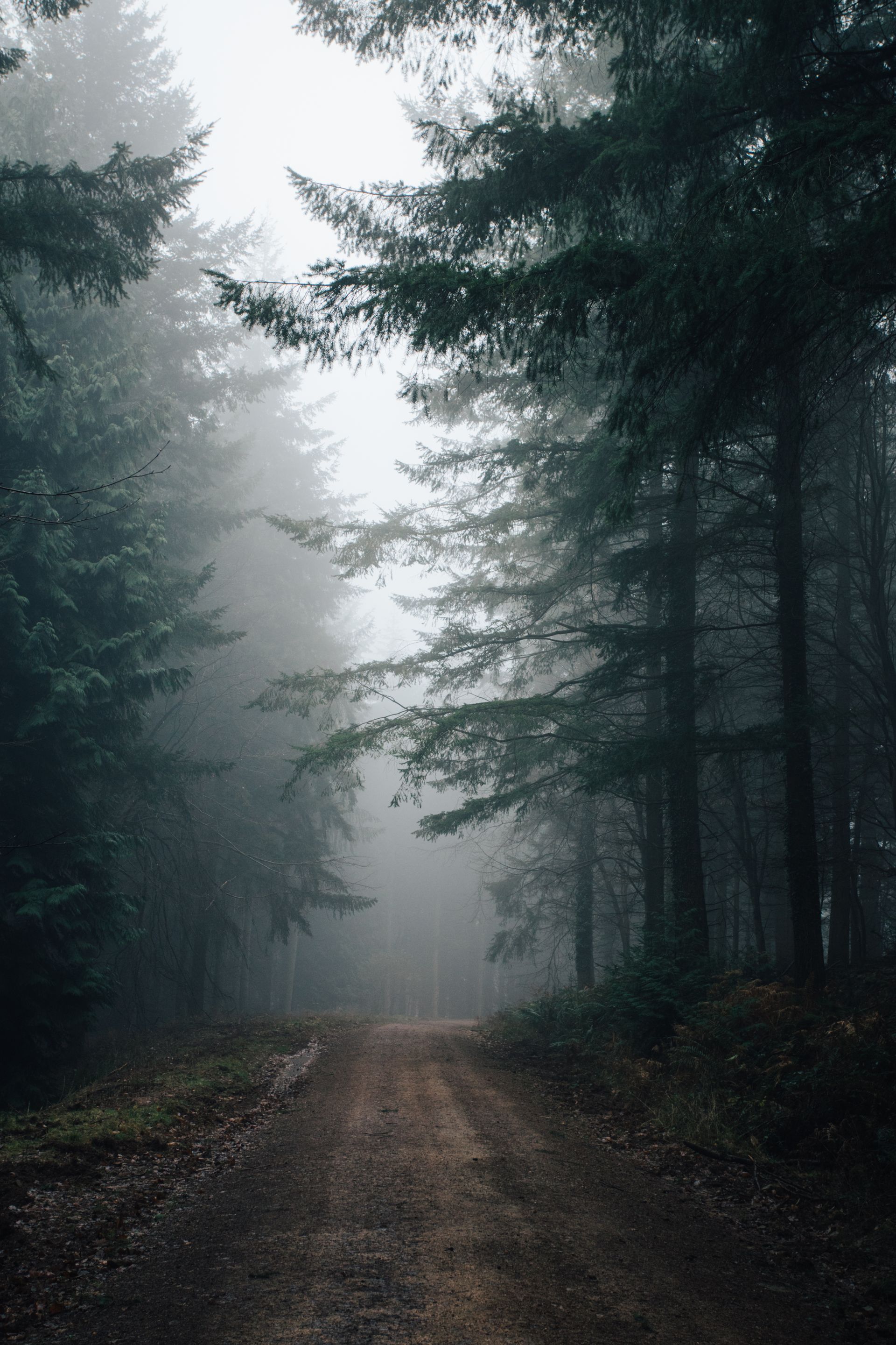A fog-covered path through dense conifers (demo visual)