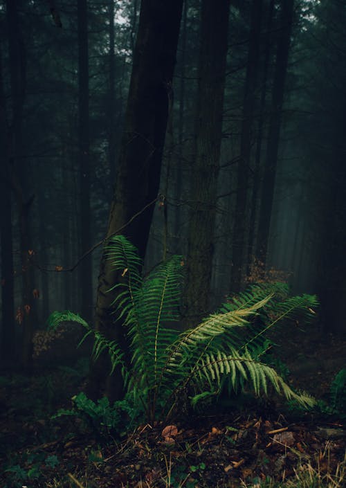 Big green fern bush with lush foliage growing on grassy ground among tall dark trees in mysterious forest
