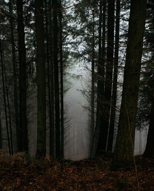 Empty narrow walkway among coniferous tall trees with white fog covering ground in spooky forest