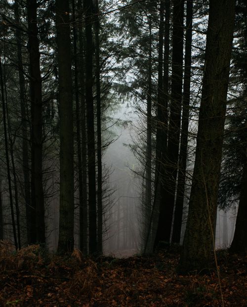 Free Empty narrow walkway among coniferous tall trees with white fog covering ground in spooky forest Stock Photo