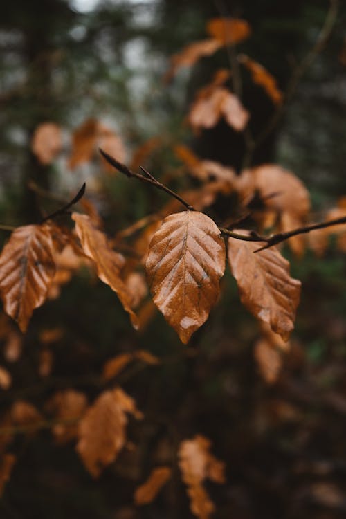 Autumn orange leaves of twig of tree in dark calm forest after rain in gloomy day