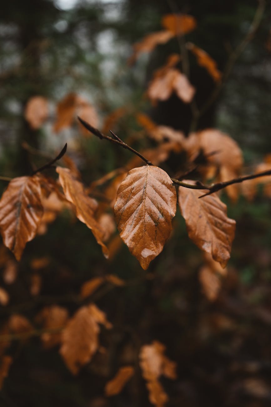 Branch of tree with dry leaves in forest · Free Stock Photo