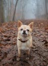 雾气缭绕的森林小路上，站着一只可爱的吉娃娃犬，周围满是秋叶