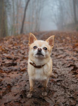 雾气缭绕的森林小路上，站着一只可爱的吉娃娃犬，周围满是秋叶