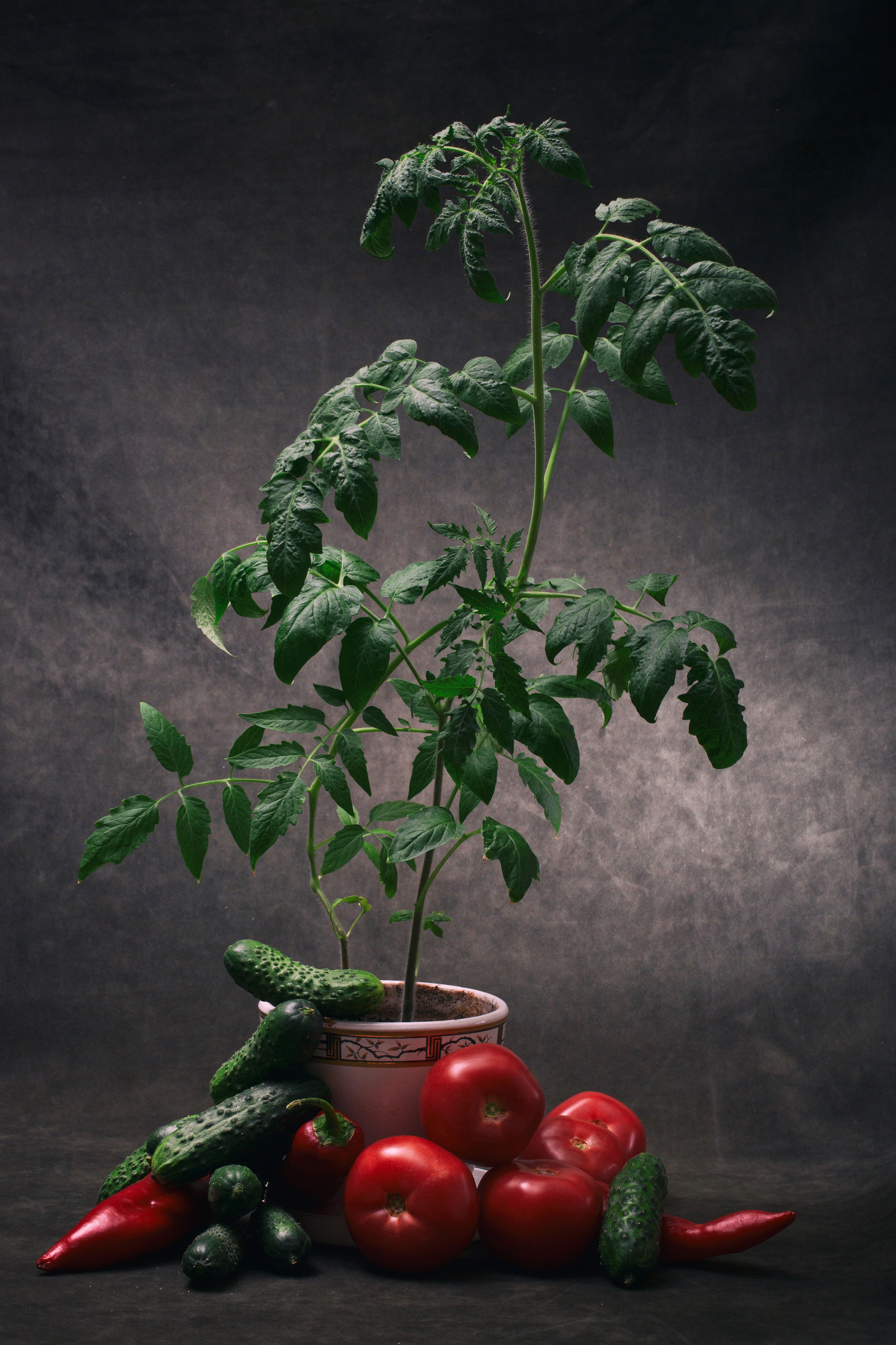 Still life of tomato plant with ripe tomatoes, cucumbers, and peppers.