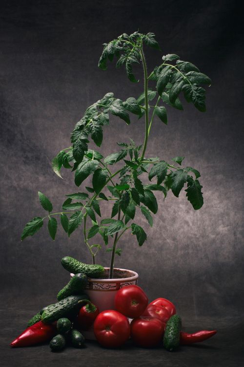 Free Still life of tomato plant with ripe tomatoes, cucumbers, and peppers. Stock Photo