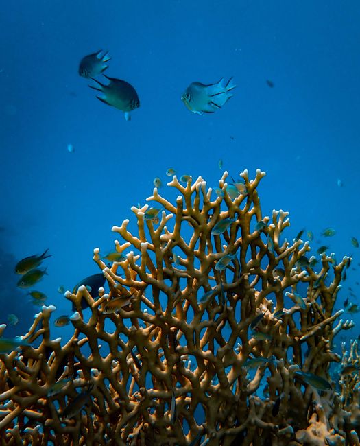 Colorful coral reef scene with vibrant tropical fish in clear blue water, showcasing marine biodiversity.