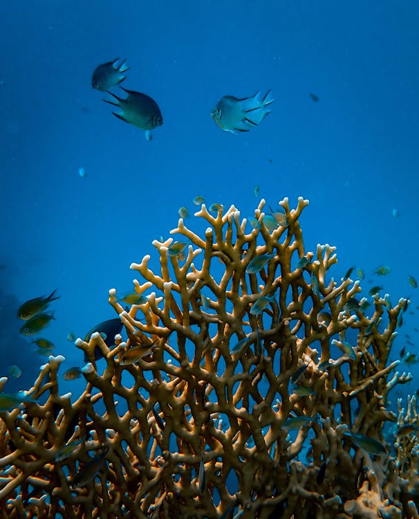 Free Fishes near Coral Reef Stock Photo