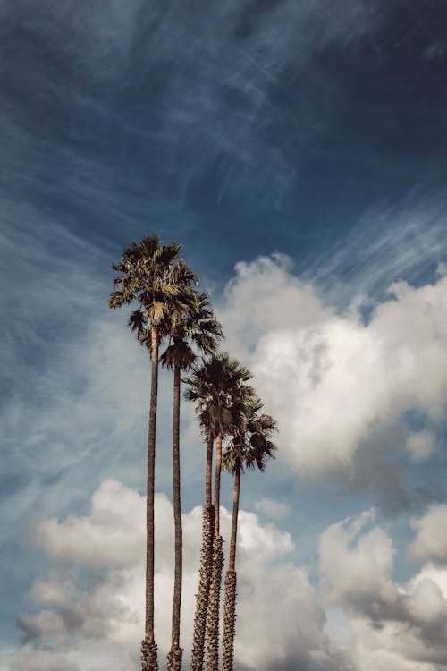 Photo of Palm Trees During Daytime