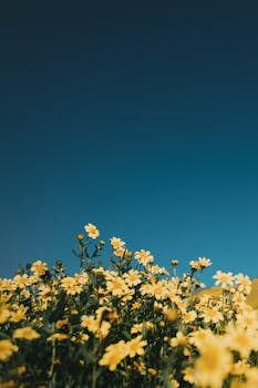 在加利福尼亚州圣玛格丽塔，一片充满活力的黄色野花在清澈的蓝天下盛开