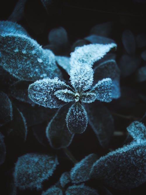 Frozen Leaves in Close Up Shot