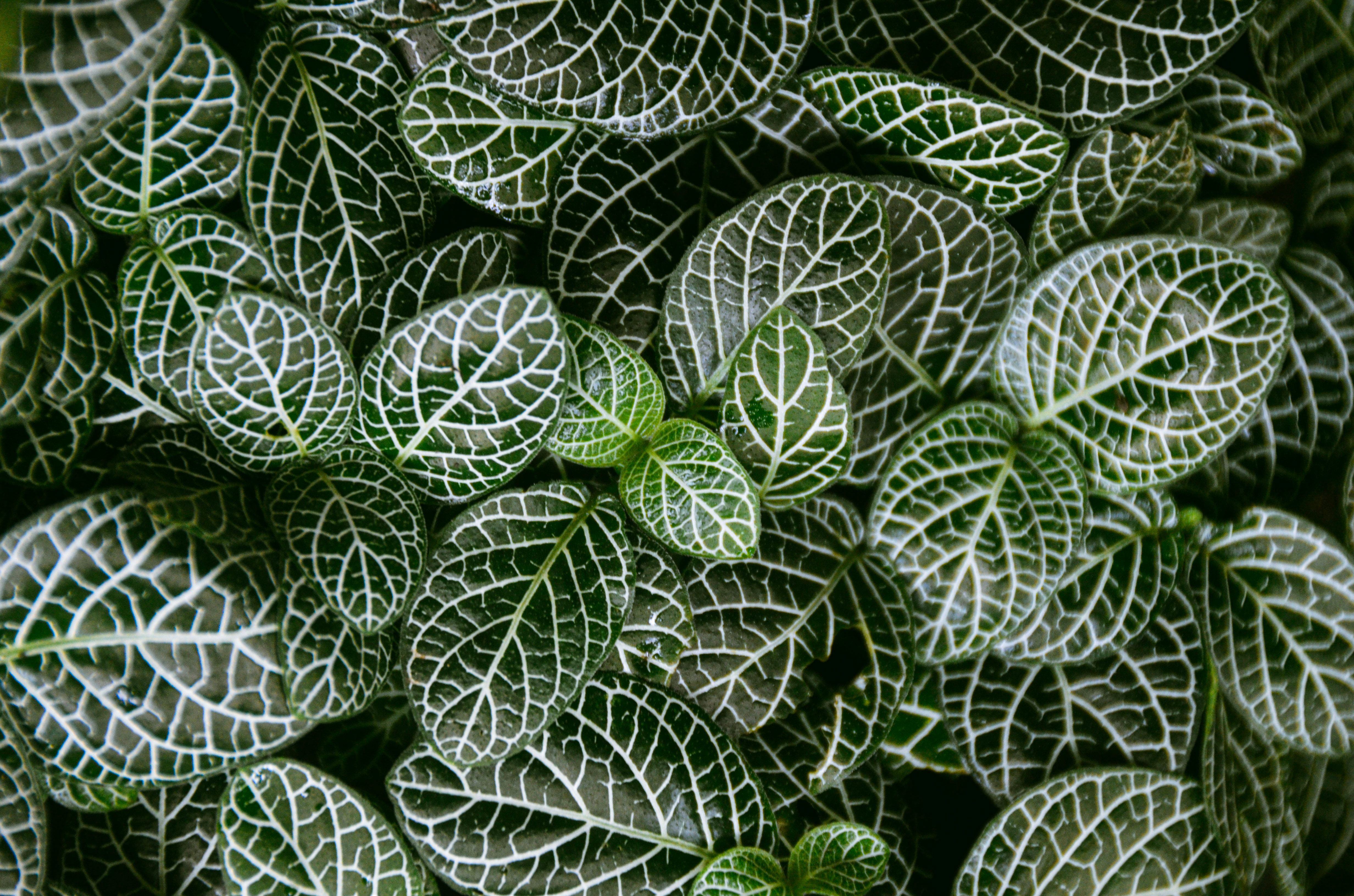 Subunidade EXO70E2 do exocisto vegetal atua na defesa contra Pseudomonas syringae via autofagia