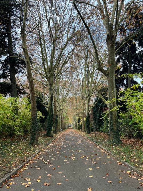 Free Discover a tranquil tree-lined path in Ivry-sur-Seine, France, amidst autumn foliage. Stock Photo