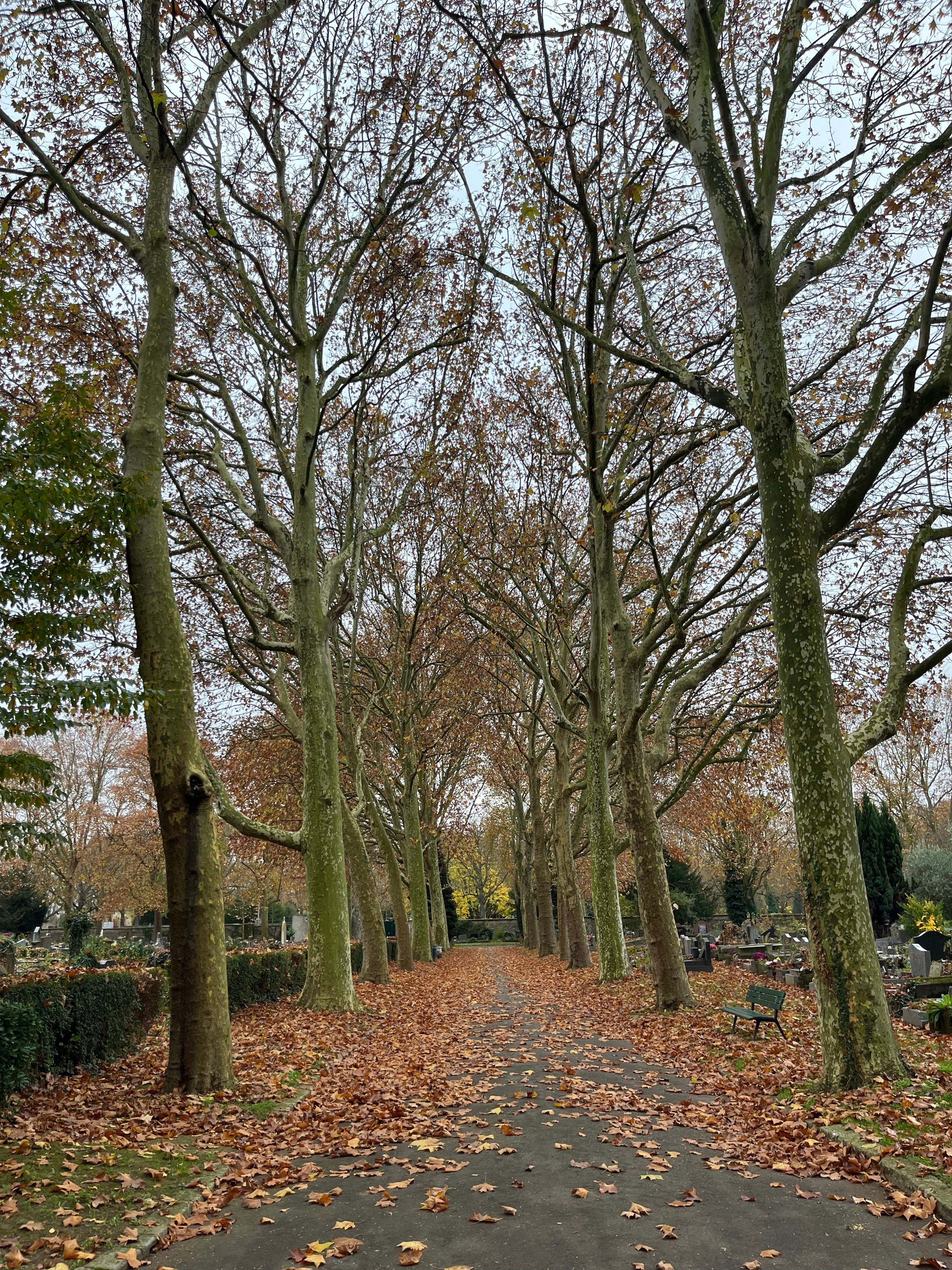 Scenic Autumn Path with Bare Trees in Park · Free Stock Photo