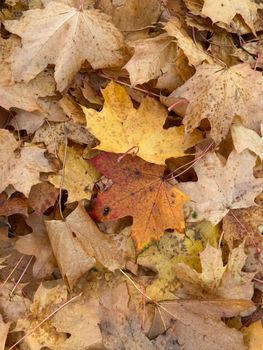 Colorful autumn maple leaves scattered on the forest floor.. colorful, autumn, maple