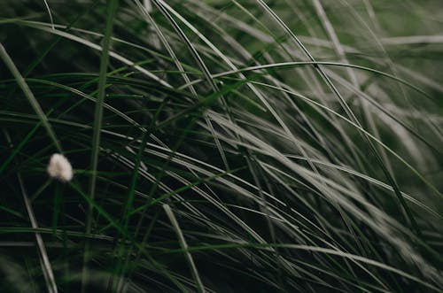 Free stock photo of grass field, green, mothernature