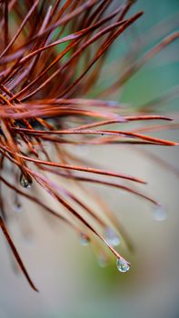 Macro shot of water droplets glistening on brown pine needles, capturing autumn’s natural beauty.. pexels, macro, shot