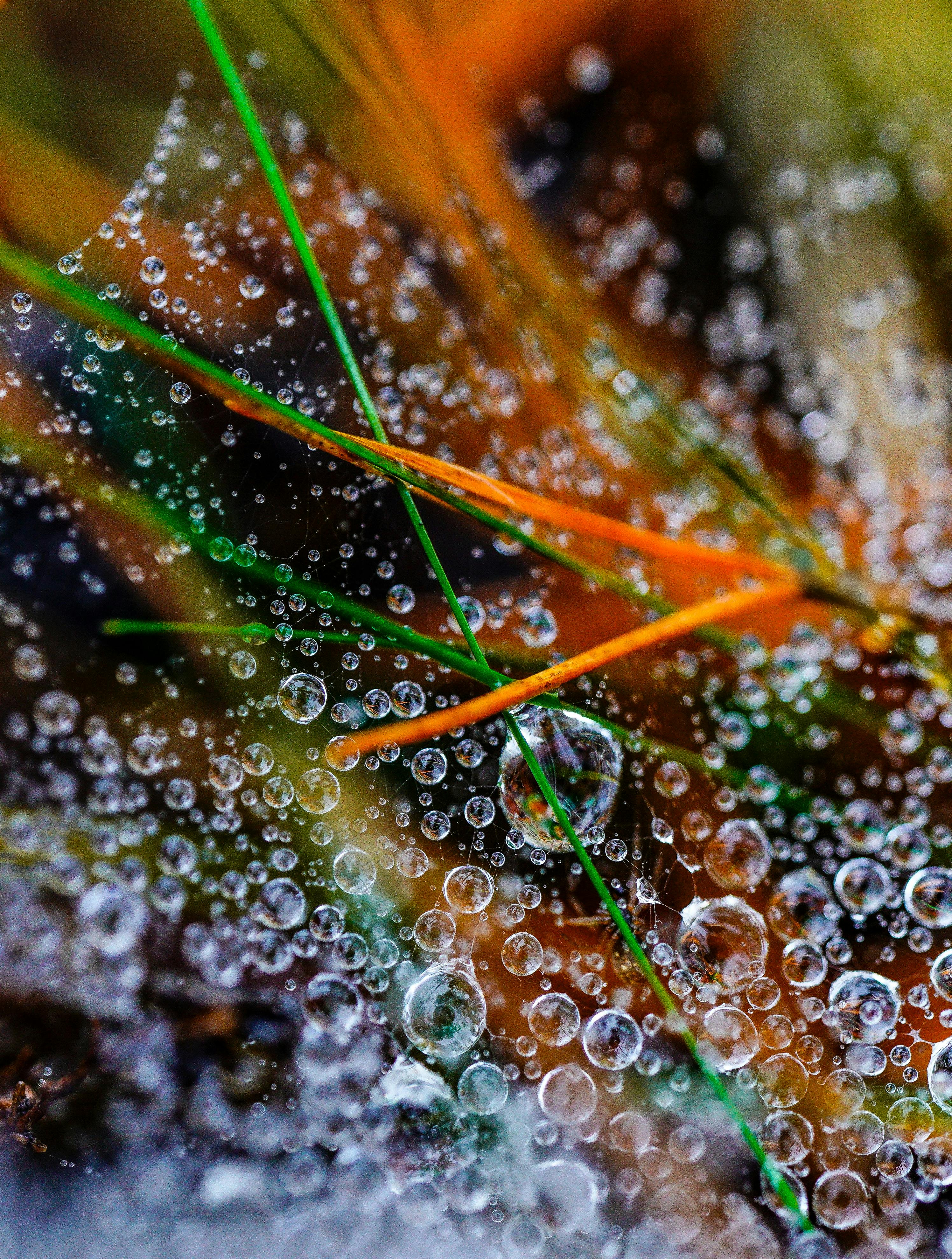 How Environmental Factors Influence Your Dog's Nose Moisture