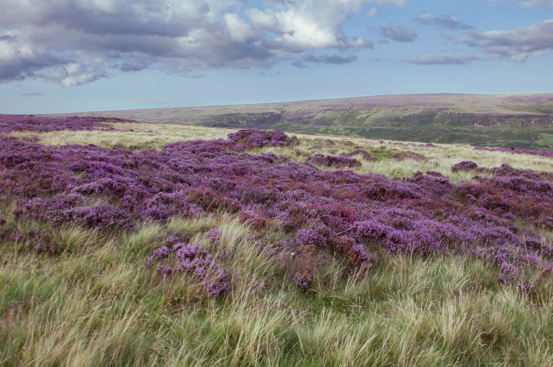 Expansive heather fields in the English countryside, showcasing vivid purple hues under a cloudy sky.