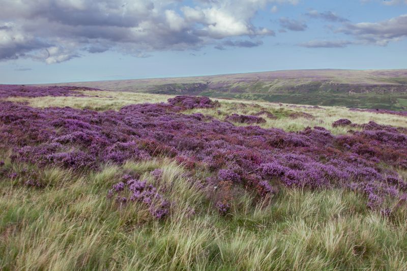 Heather fields in rolling countryside — photo by Alexandra Kirikova on Pexels
