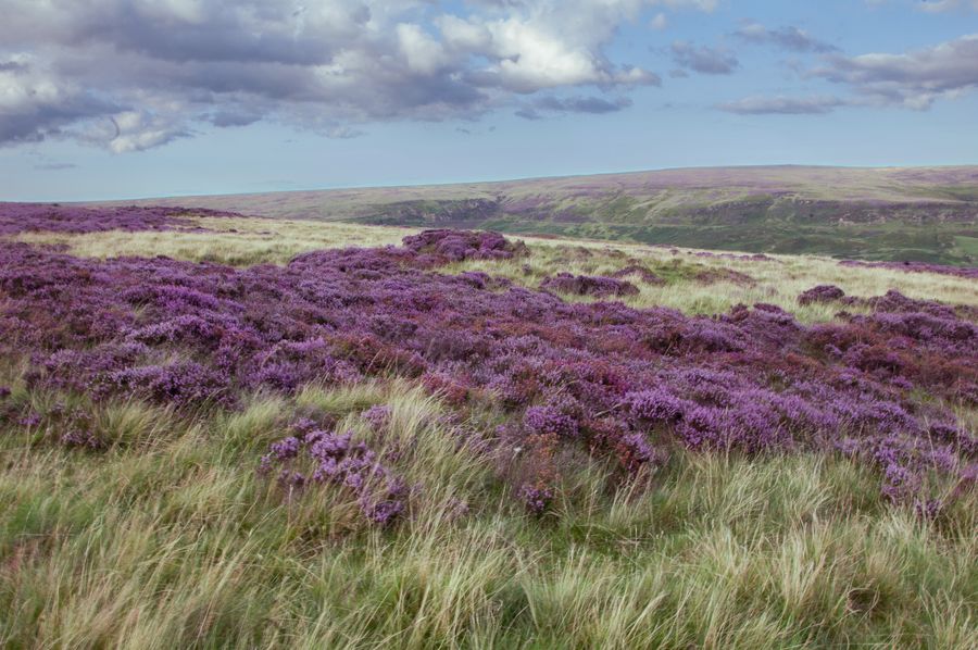 Purple heather moorland under a summer sky, by Alexandra Kirikova on Pexels