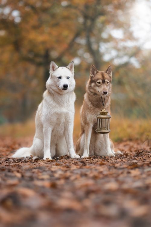 Zwei Photos, Download The BEST Free Zwei Stock Photos & HD Images