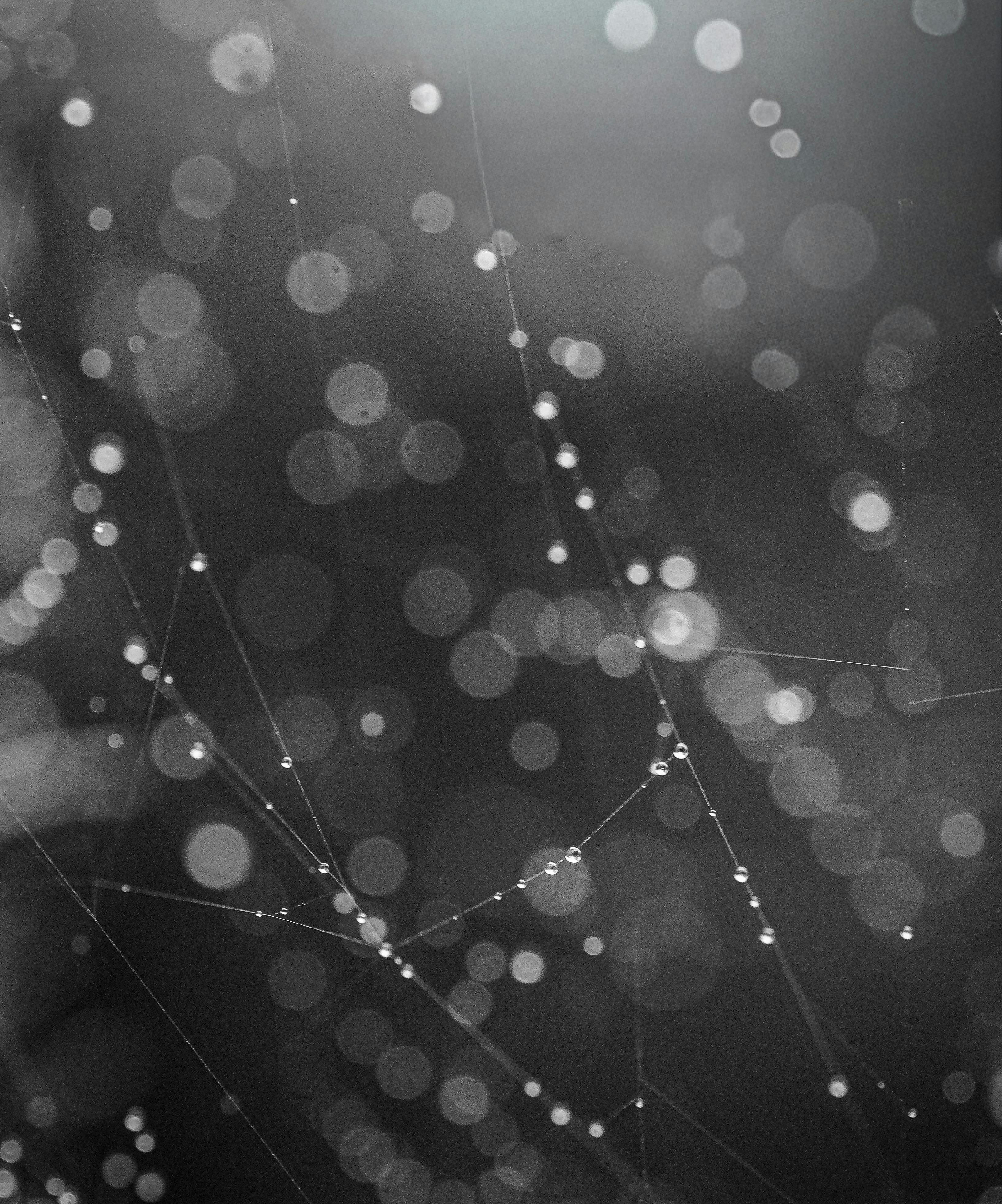 bezplatná Černobílý abstraktní obraz orosené pavučiny s efektem bokeh. Základová fotografie
