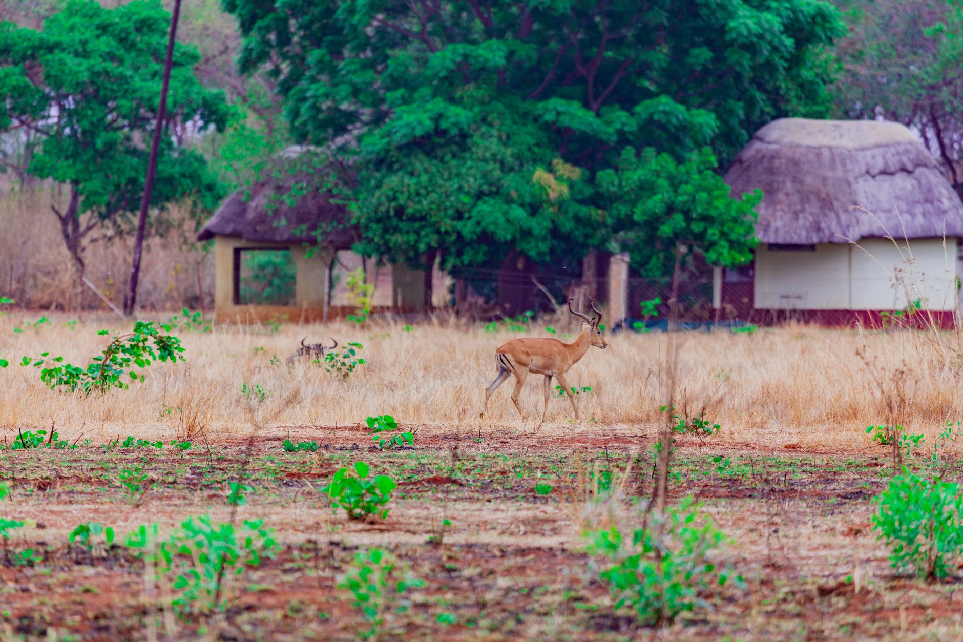 A solitary impala wanders through the savanna near traditional huts in Murehwa, Zimbabwe.