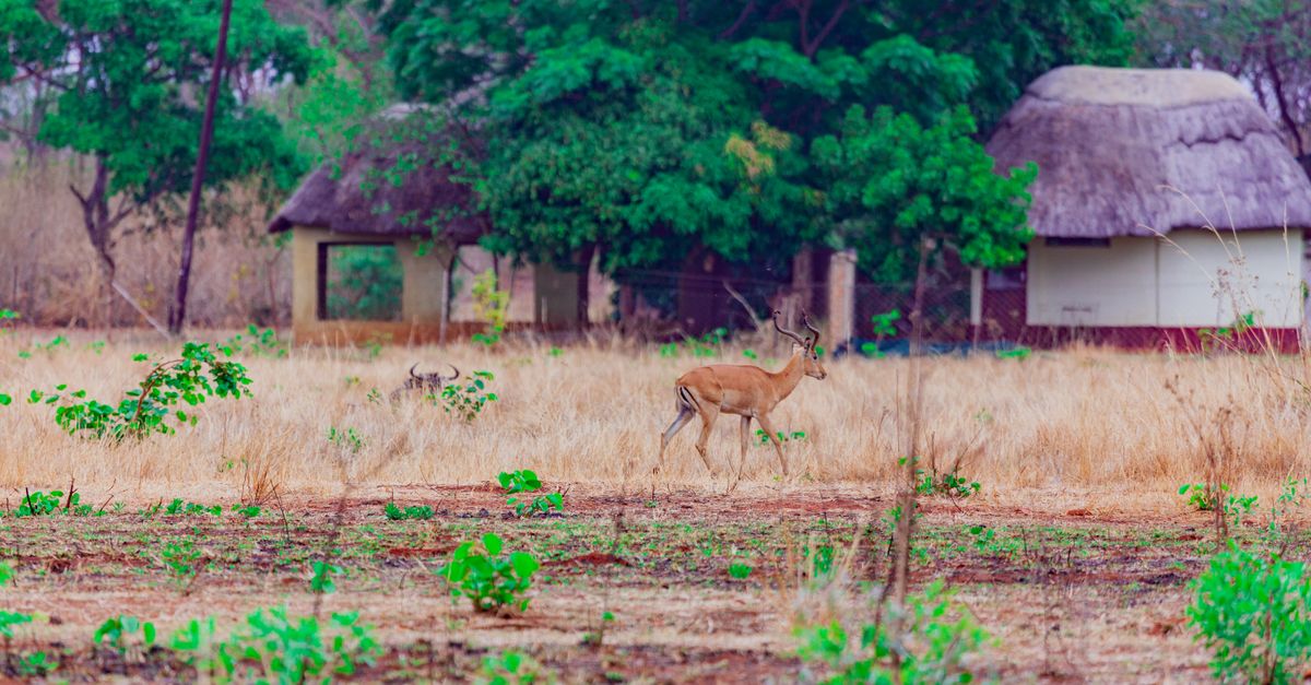 Photo of Zimbabwe