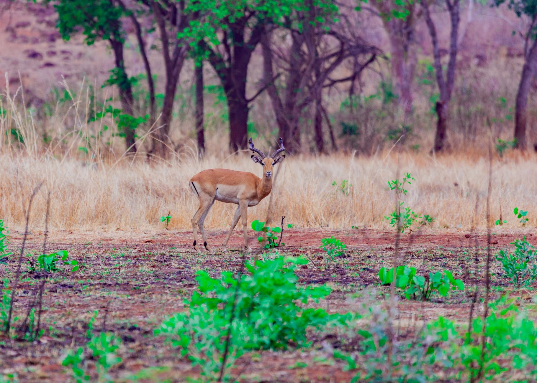A lone impala standing in verdant Zimbabwean landscape, highlighting nature's beauty.