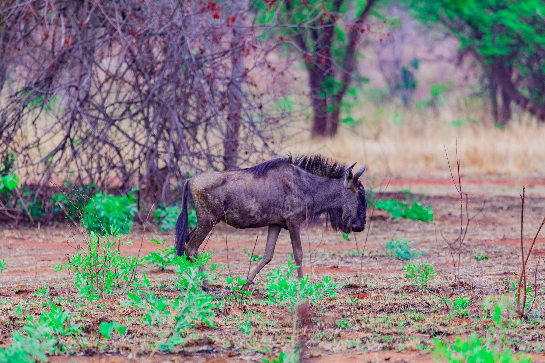 A blue wildebeest wandering through the savannah in Murehwa, Zimbabwe.