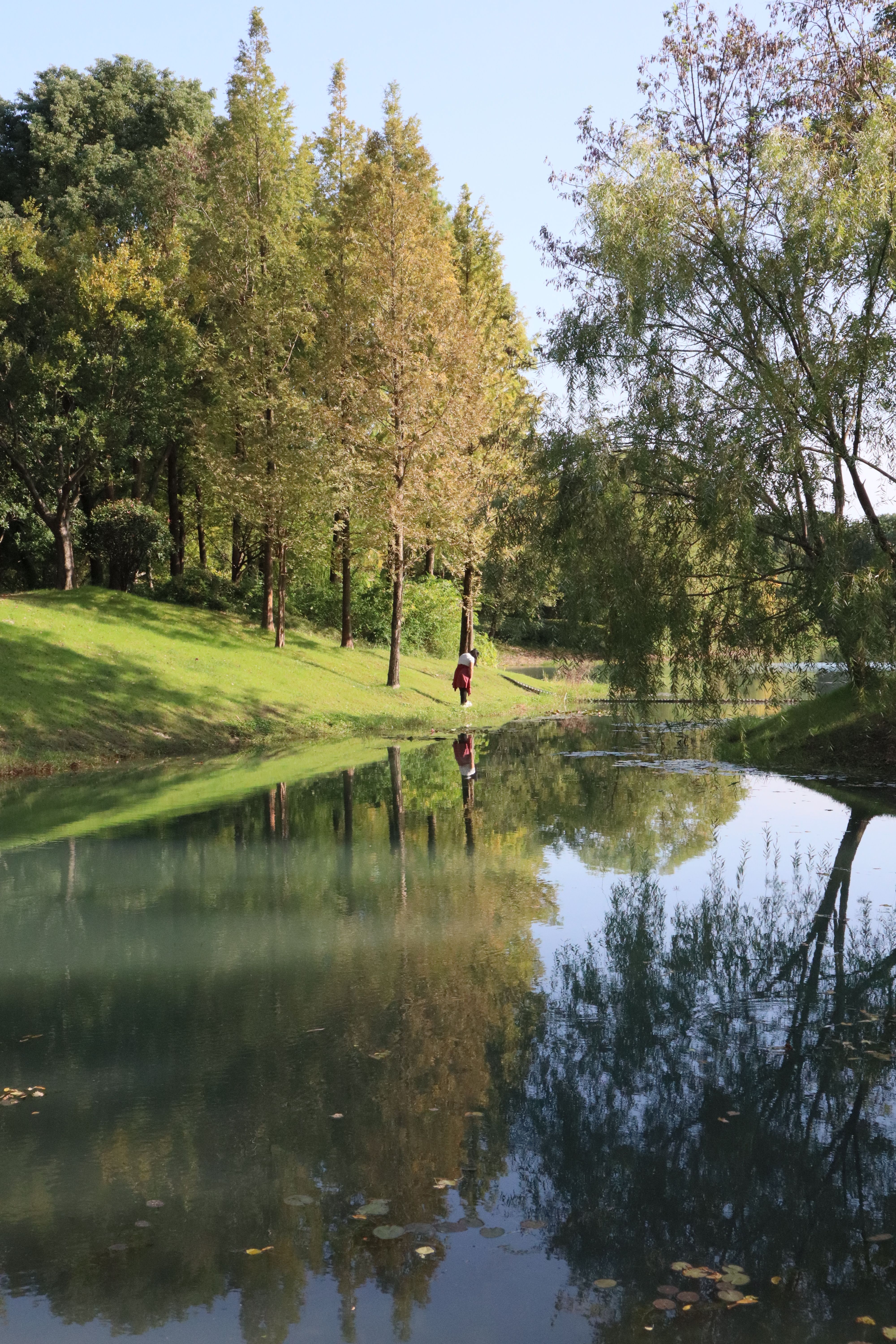 Serene Park Landscape with Reflection in Pond · Free Stock Photo
