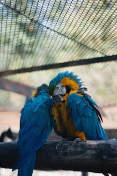 A pair of vibrant parrots sitting together in a wired enclosure at a zoo.