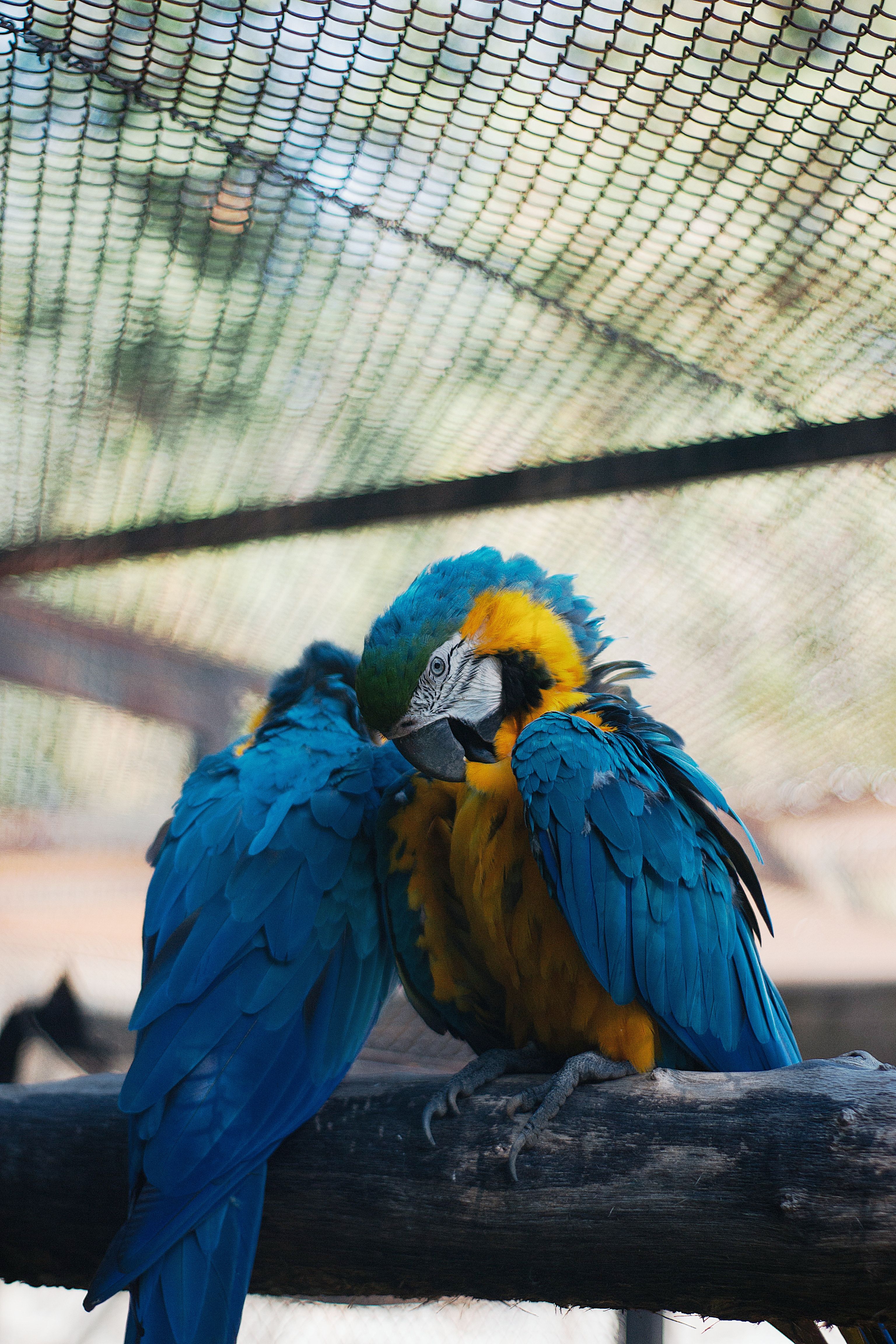 Image result for Colorful Macaws Resting in Hungarian Aviary · Free Stock Photo