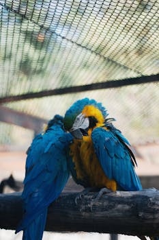 Two vibrant macaws perched together in an aviary, showcasing their colorful plumage.