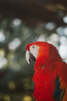 Close-up of a colorful Scarlet Macaw perched outdoors with natural bokeh background, emphasizing its vibrant plumage.