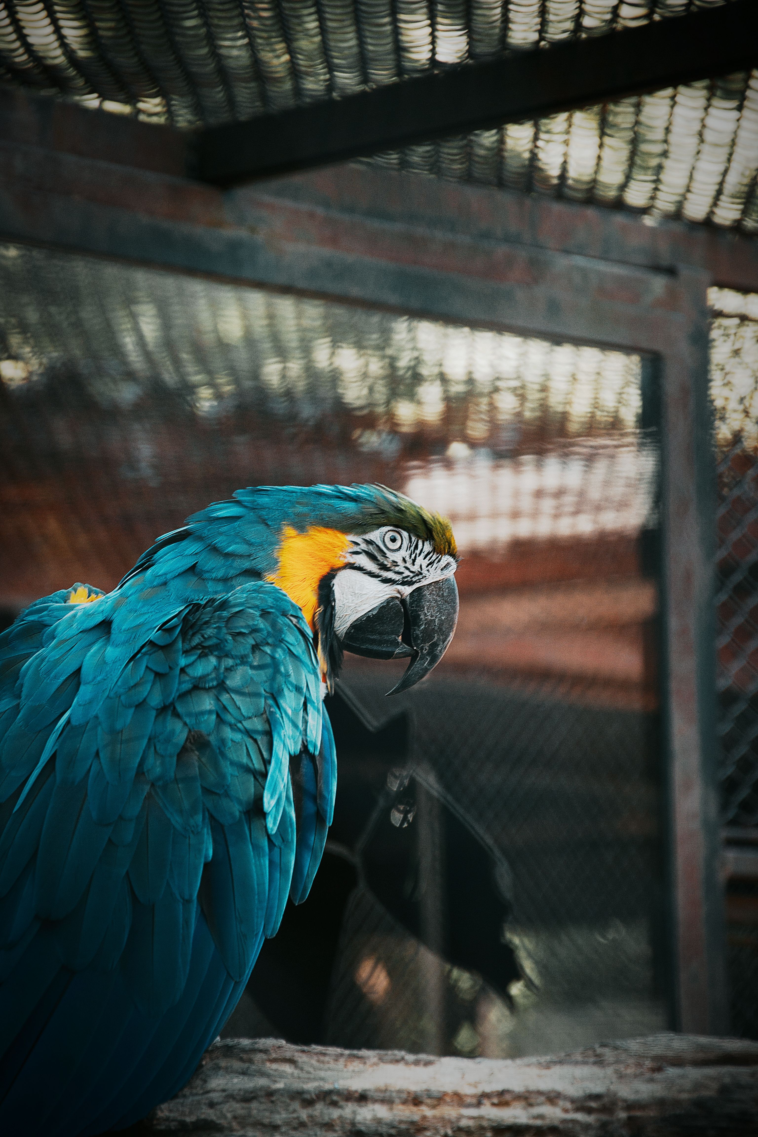 parrot os for android termux