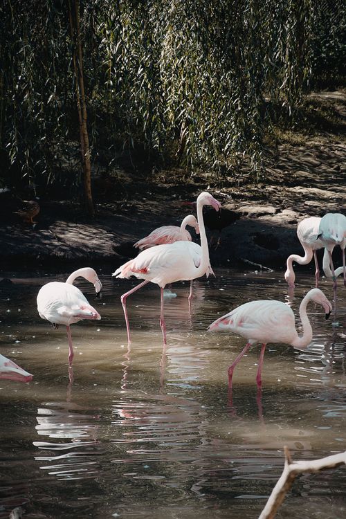Free A group of pink flamingos gracefully wading in a tranquil pond, captured in Hungary. Stock Photo